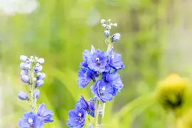 Delphinium (P.G.) 'Blue Bird' (Ridderspoor) - afbeelding 6
