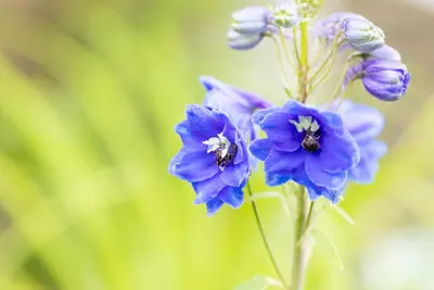 Delphinium (P.G.) 'Blue Bird' (Ridderspoor) - afbeelding 8