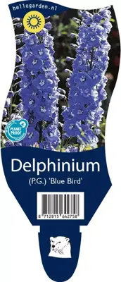 Delphinium (P.G.) 'Blue Bird' (Ridderspoor) - afbeelding 1