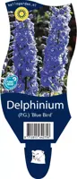 Delphinium (P.G.) 'Blue Bird' (Ridderspoor) - afbeelding 1