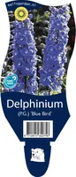 Delphinium (P.G.) 'Blue Bird' (Ridderspoor) - afbeelding 1