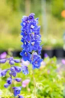 Delphinium (P.G.) 'Blue Bird' (Ridderspoor) - afbeelding 4