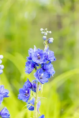 Delphinium (P.G.) 'Blue Bird' (Ridderspoor) - afbeelding 7