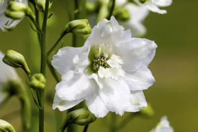 Delphinium (P) Galahad (Ridderspoor) - afbeelding 3