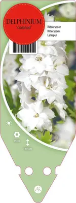 Delphinium (P) Galahad (Ridderspoor) - afbeelding 1