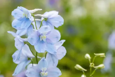 Delphinium (Ridderspoor) - afbeelding 3