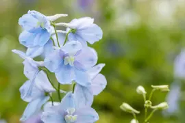 Delphinium (Ridderspoor) - afbeelding 3
