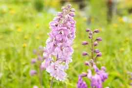 Delphinium (Ridderspoor) - afbeelding 6