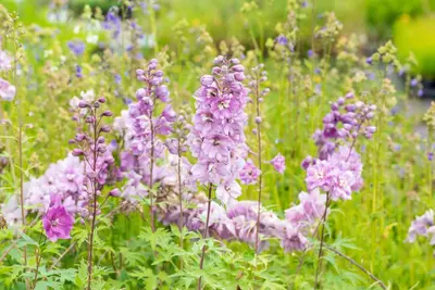 Delphinium (Ridderspoor) - afbeelding 7