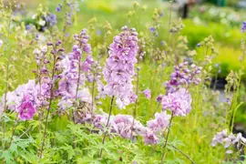 Delphinium (Ridderspoor) - afbeelding 8
