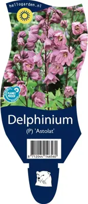 Delphinium (Ridderspoor) - afbeelding 1