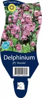 Delphinium (Ridderspoor) kopen?