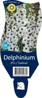 Delphinium (Ridderspoor) kopen?