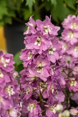 Delphinium (Ridderspoor) - afbeelding 2