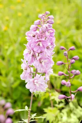 Delphinium (Ridderspoor) - afbeelding 5