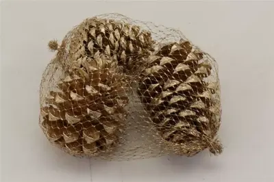Dennenappel maritima 10-12 3st
