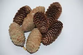 Dennenappel spruce 6-8 150gr kopen?