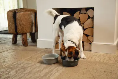 Designed by Lotte Feribo voer- en drinkbak hond donker grijs 16 cm - afbeelding 2