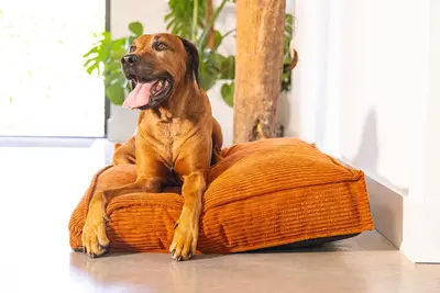 Designed by Lotte hondenkussen geribbeld polyester 120x80x15cm terracotta - afbeelding 4