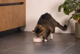 Designed by Lotte Noor kattenvoerbak bamboe 12 x 4,5cm 250ml - afbeelding 4