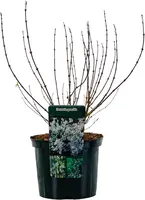 Deutzia gracilis (Bruidsbloem) 40cm - afbeelding 2