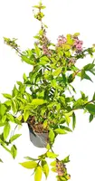 Deutzia hybrida 'Raspberry Sunday' (Bruidsbloem) 80cm - afbeelding 3