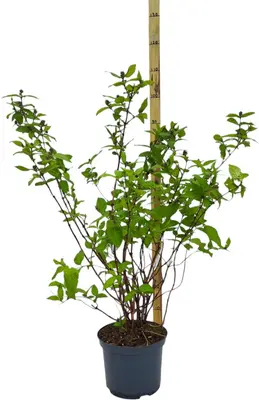Deutzia hybrida 'Raspberry Sunday' (Bruidsbloem) 80cm - afbeelding 1
