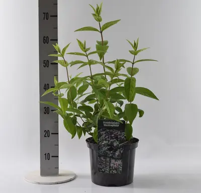 Deutzia hybrida 'Strawberry fields' 80cm - afbeelding 5