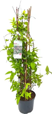 Deutzia hybrida 'Strawberry fields' 80cm - afbeelding 1