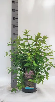 Deutzia hybrida 'Strawberry fields' 80cm - afbeelding 6
