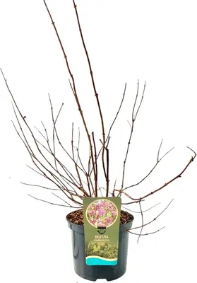 Deutzia hybrida 'Strawberry fields' 80cm - afbeelding 2