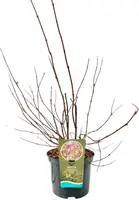 Deutzia hybrida 'Strawberry fields' 80cm - afbeelding 2