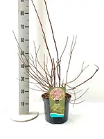 Deutzia hybrida 'Strawberry fields' 80cm - afbeelding 3