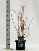 Deutzia hybrida 'Strawberry fields' 80cm - afbeelding 4