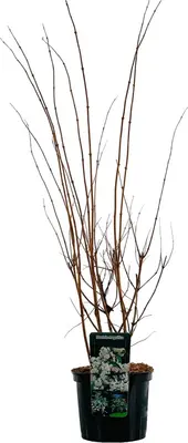 Deutzia magnifica (Bruidsbloem) 80cm - afbeelding 2