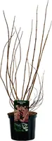 Deutzia scabra 'Plena' (Roze deutzia) 80cm - afbeelding 2