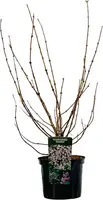 Deutzia x hybrida 'Mont Rose' (Bruidsbloem) 60cm - afbeelding 2