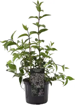 Deutzia x hybrida 'Mont Rose' (Bruidsbloem) 60cm - afbeelding 1