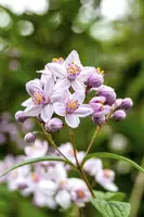 Deutzia x hybrida 'Mont Rose' (Deutzia 'Mont Rose') - afbeelding 3
