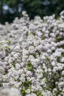 Deutzia x hybrida 'Mont Rose' (Deutzia 'Mont Rose') - afbeelding 4