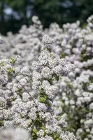 Deutzia x hybrida 'Mont Rose' (Deutzia 'Mont Rose') - afbeelding 4