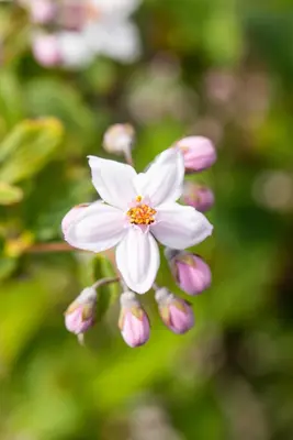 Deutzia x hybrida 'Mont Rose' (Deutzia 'Mont Rose') - afbeelding 9