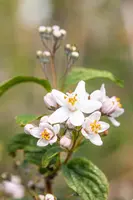 Deutzia x hybrida 'Mont Rose' (Deutzia 'Mont Rose') - afbeelding 11