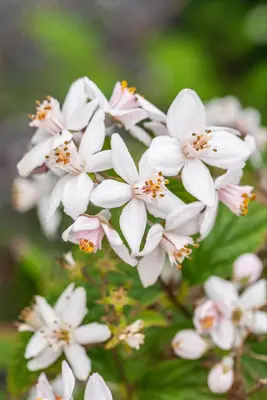 Deutzia x hybrida 'Mont Rose' (Deutzia 'Mont Rose') - afbeelding 13