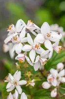 Deutzia x hybrida 'Mont Rose' (Deutzia 'Mont Rose') - afbeelding 13