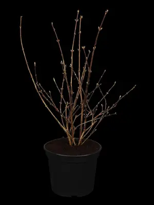 Deutzia x hybrida 'Mont Rose' (Deutzia 'Mont Rose') - afbeelding 1