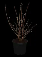 Deutzia x hybrida 'Mont Rose' (Deutzia 'Mont Rose') - afbeelding 1