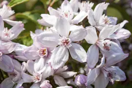 Deutzia x hybrida 'Mont Rose' (Deutzia 'Mont Rose') - afbeelding 2