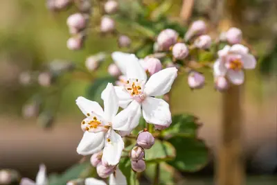 Deutzia x hybrida 'Mont Rose' (Deutzia 'Mont Rose') - afbeelding 5