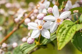 Deutzia x hybrida 'Mont Rose' (Deutzia 'Mont Rose') - afbeelding 6